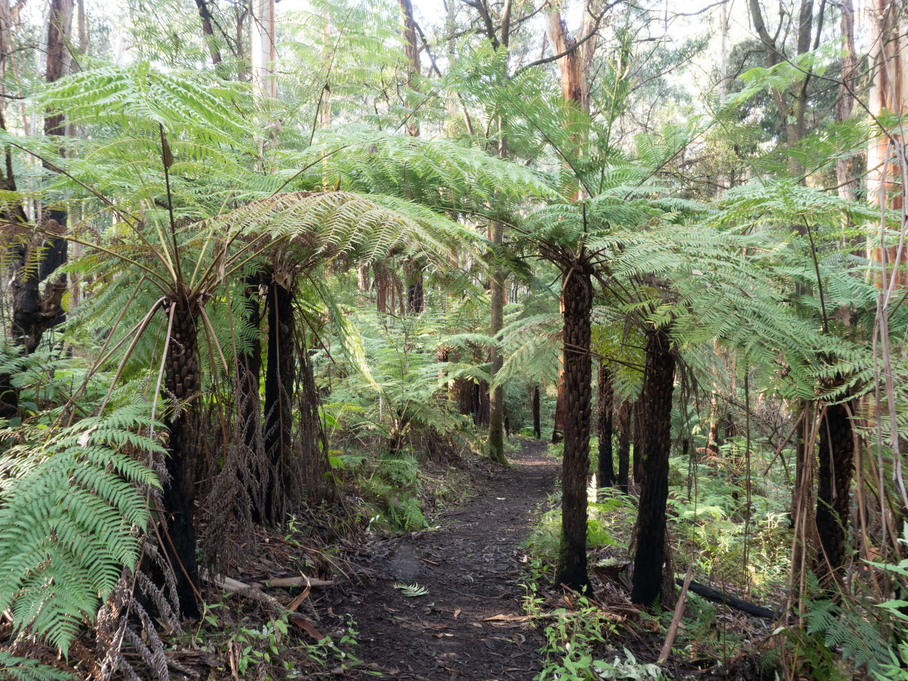 West Barwon Reservoir