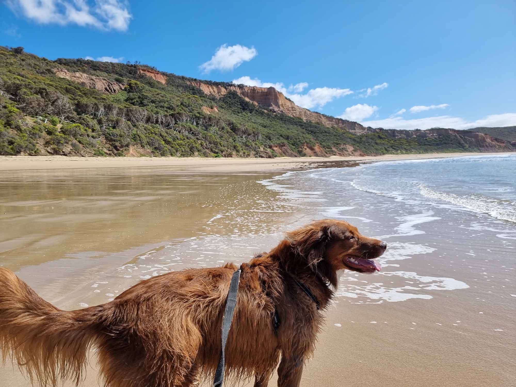 Dog friendly beaches on the Great Ocean Road