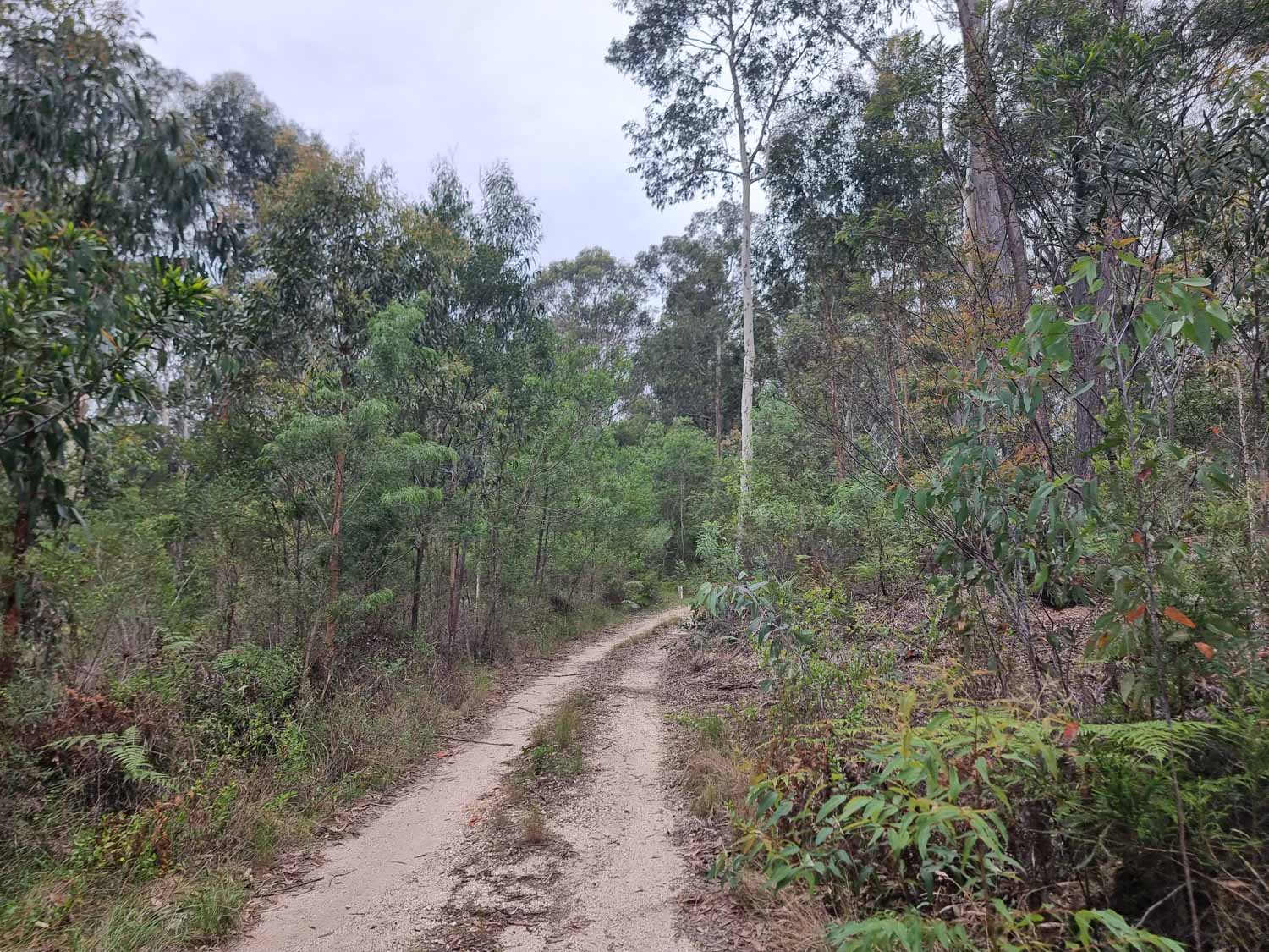 Bodalla State Forest